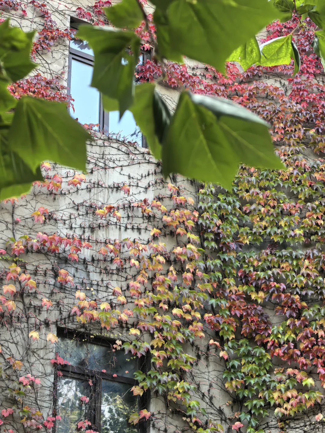 10.16日大连实况|秋天的大连🍁