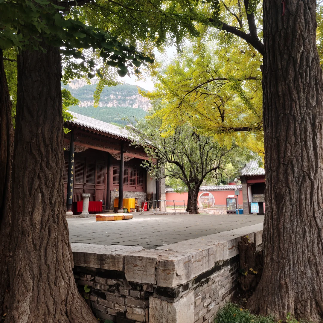 更新济南灵岩寺银杏树渐变记录～25.10.20