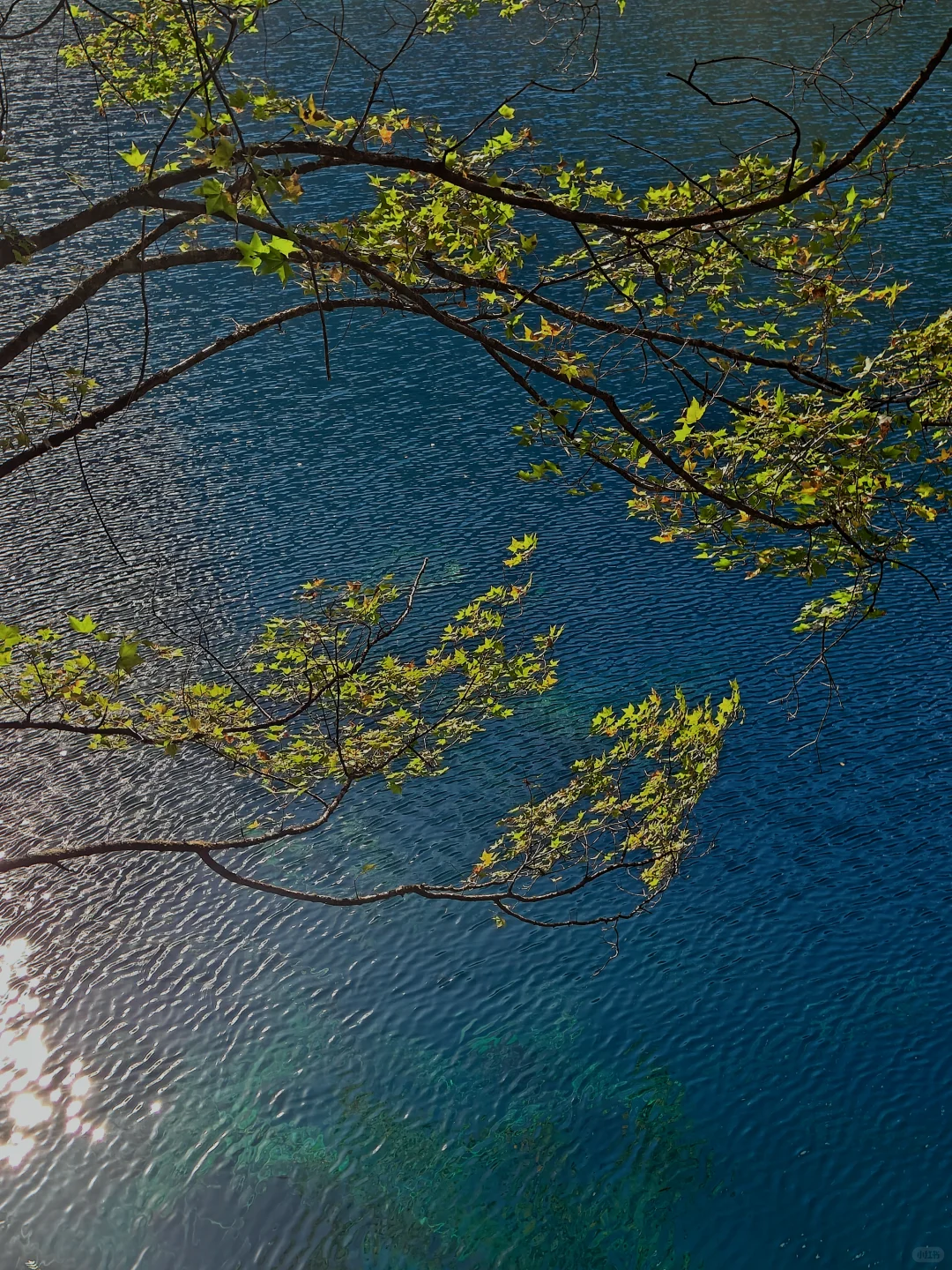 九寨沟很美,但我不会再去,原因在最后一张