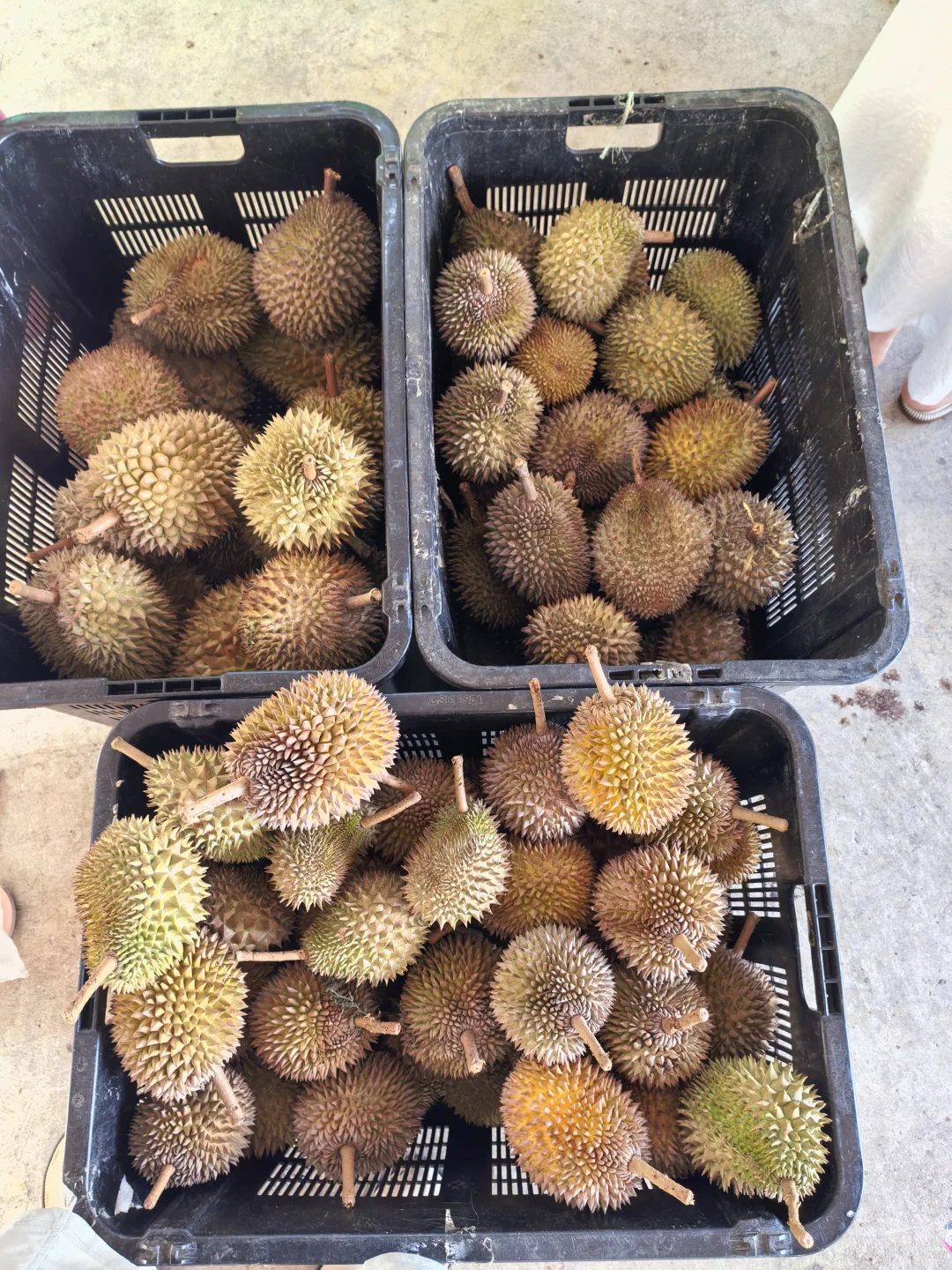 槟城五天小游