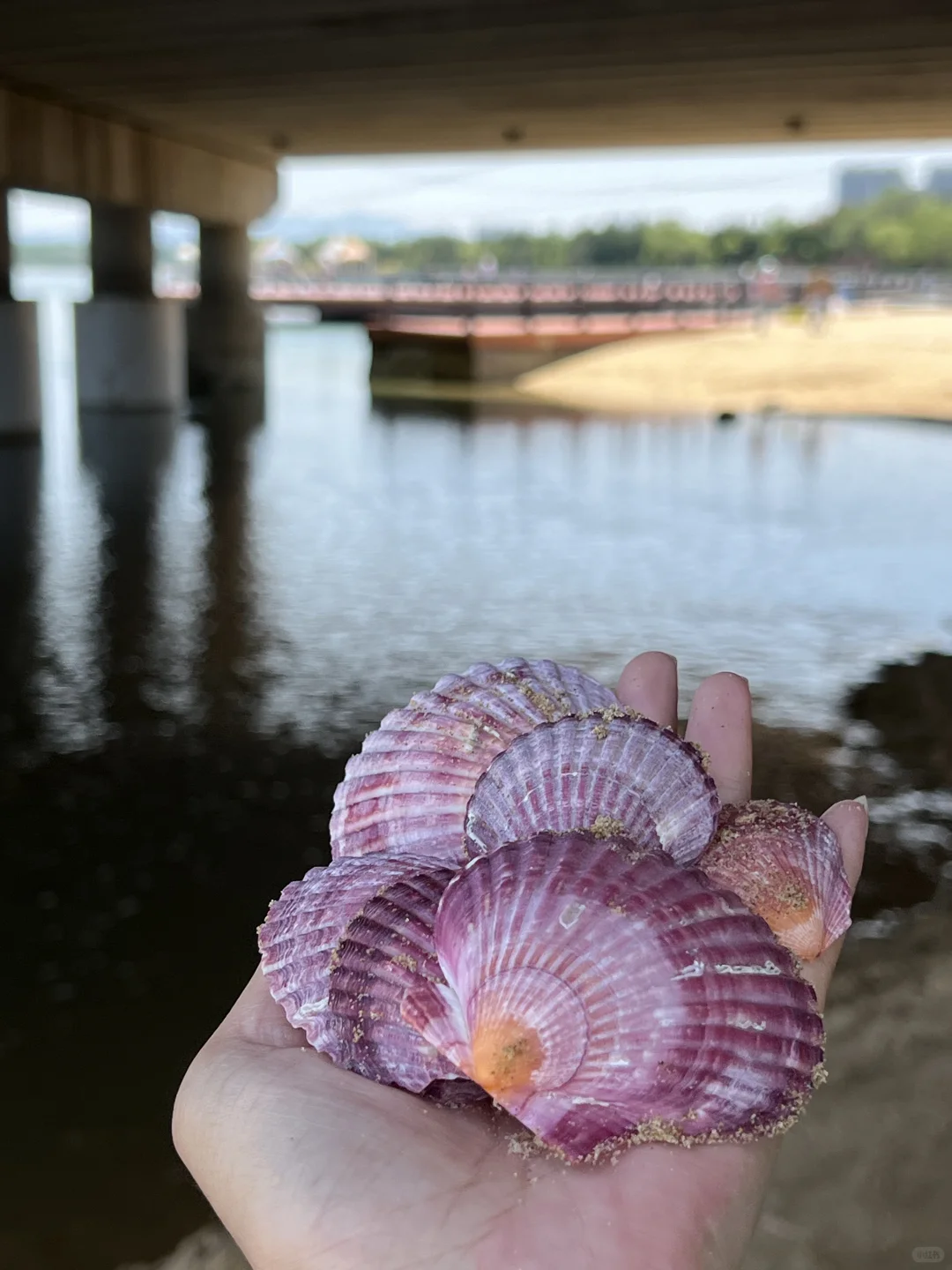 比养马岛好玩100倍！🐚根本捡不完