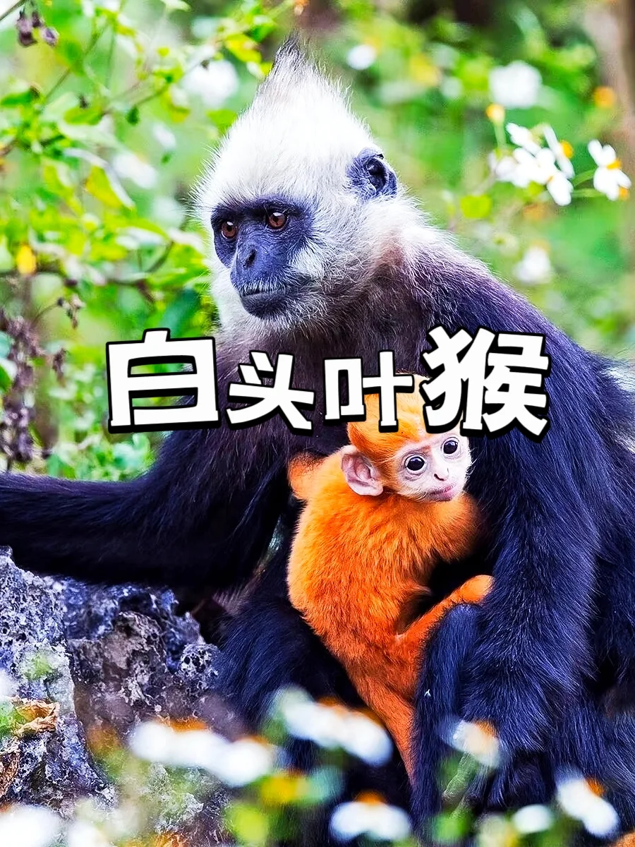 谁懂啊！崇左这8个宝藏景点，玩一次记一辈