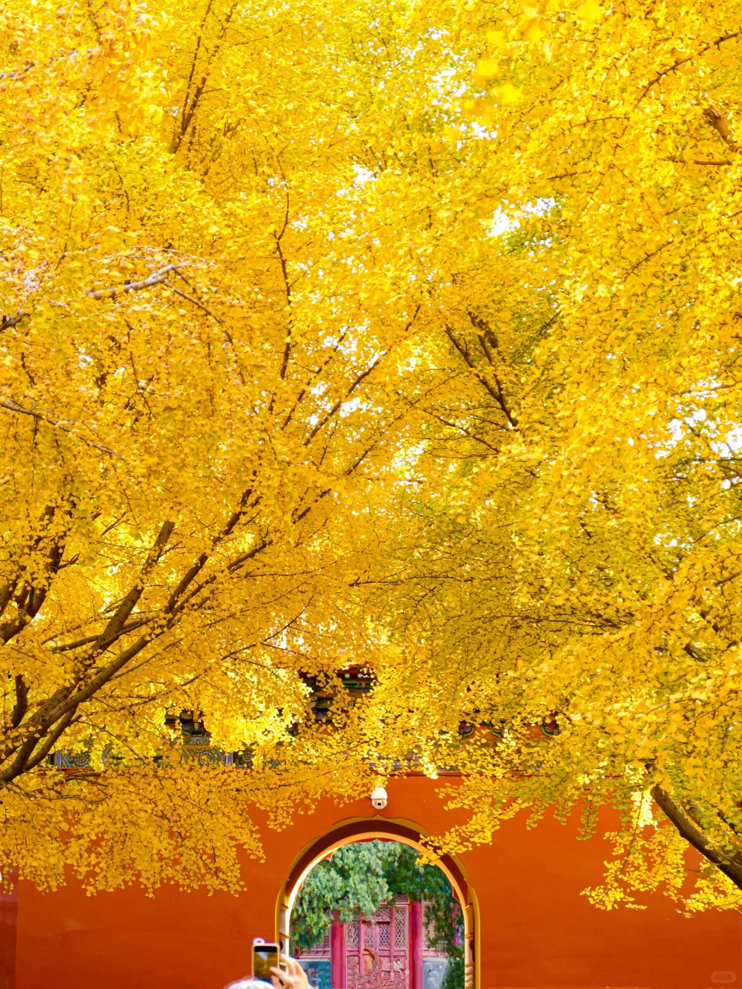 秋天如果来北京🍂我会带你走这条赏秋路线❗️