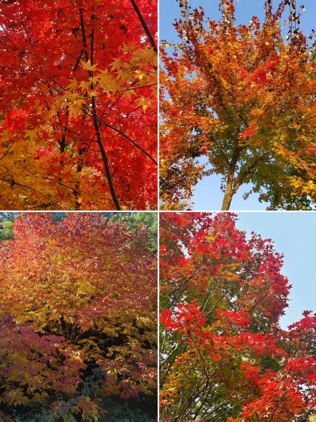 🍁北京秋日顶流！香山公园赏枫指南