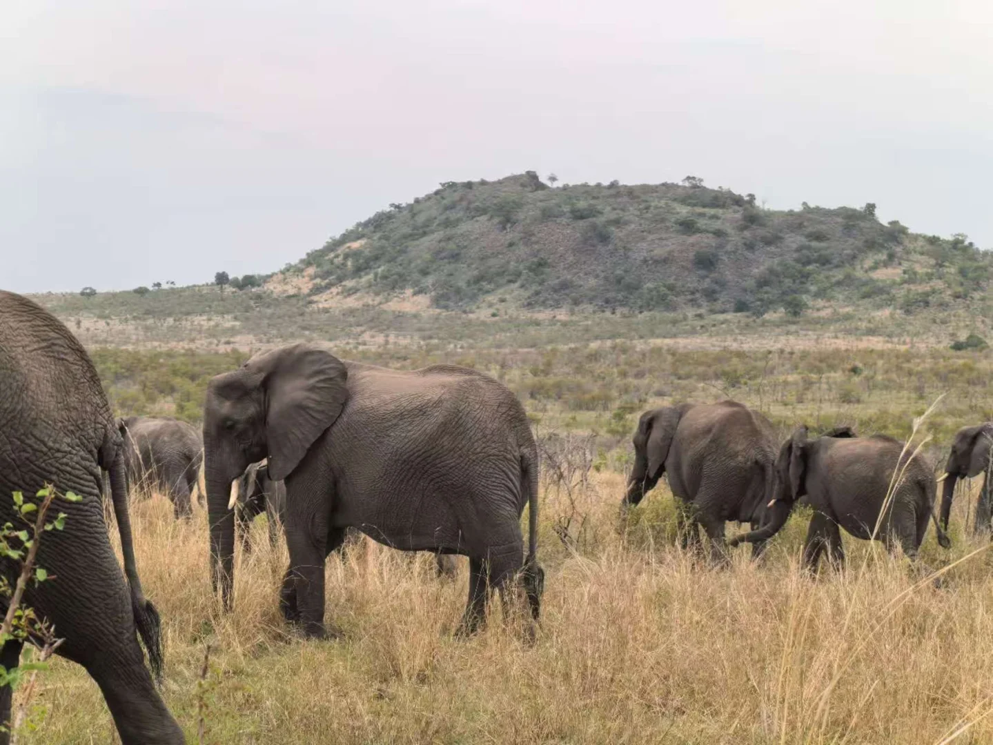🇿🇦Kurger Safari集齐big five