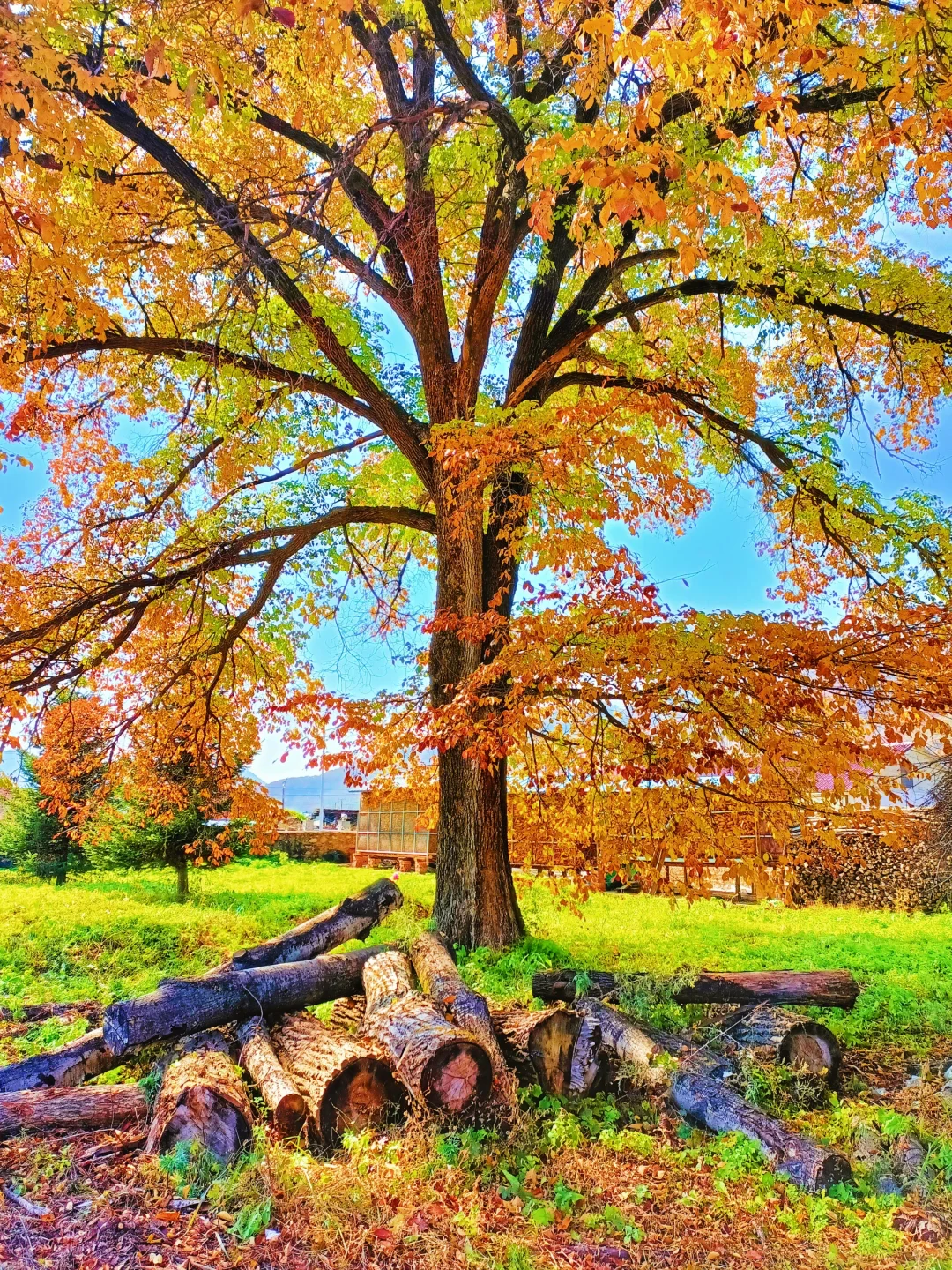 辽宁赏秋|本桓公路免费冷门拍照点详解