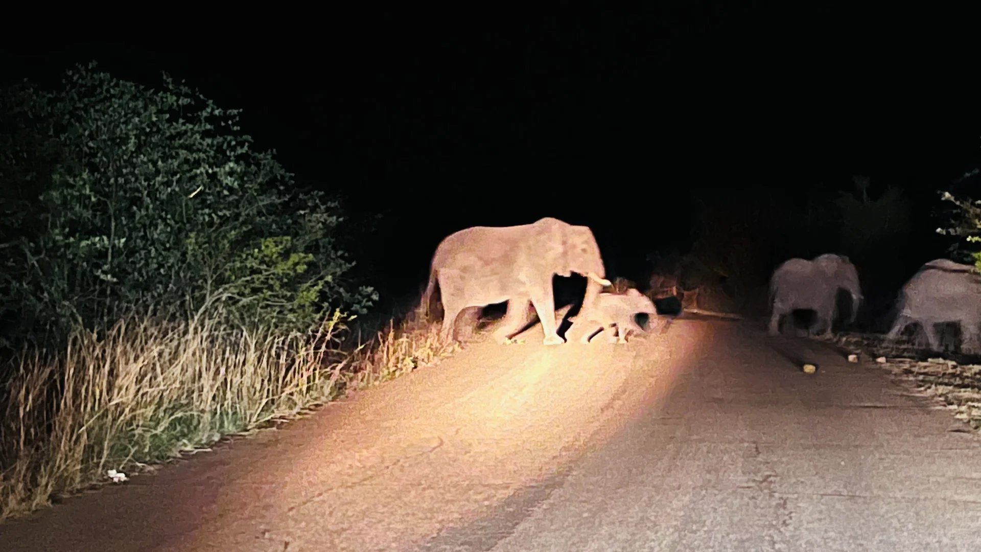 🇿🇦Kurger Safari集齐big five