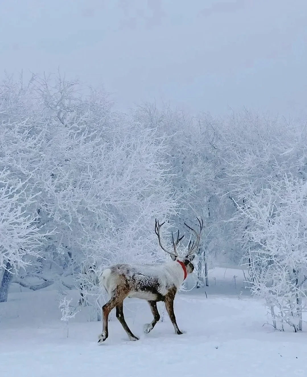 来长白山不踩雷 这么美的雪景怎么能拒绝