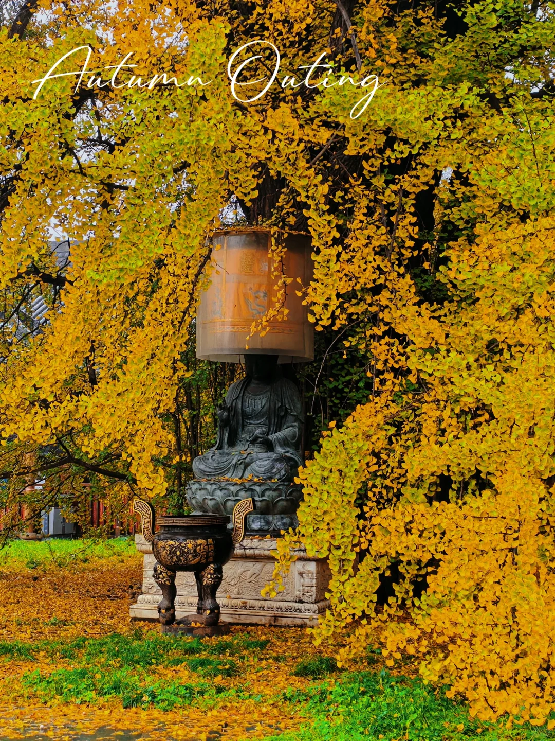 10.19古观音禅寺的银杏