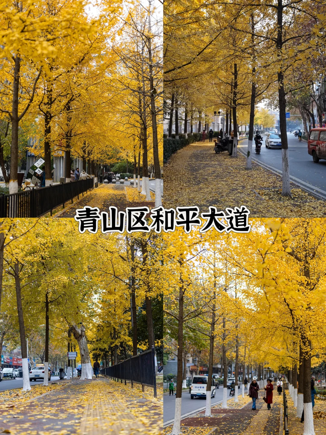 2025武汉赏秋8大打卡地！