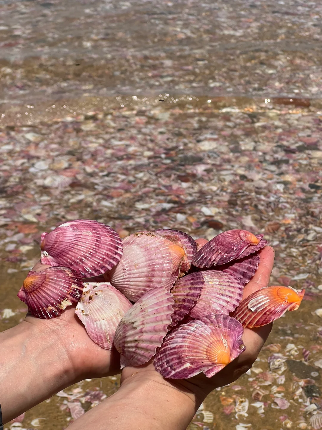比养马岛好玩100倍！🐚根本捡不完
