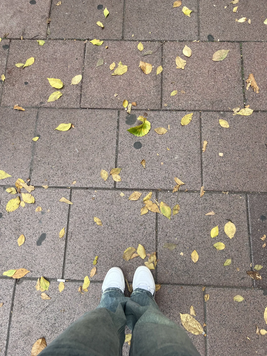 游客照嘞-