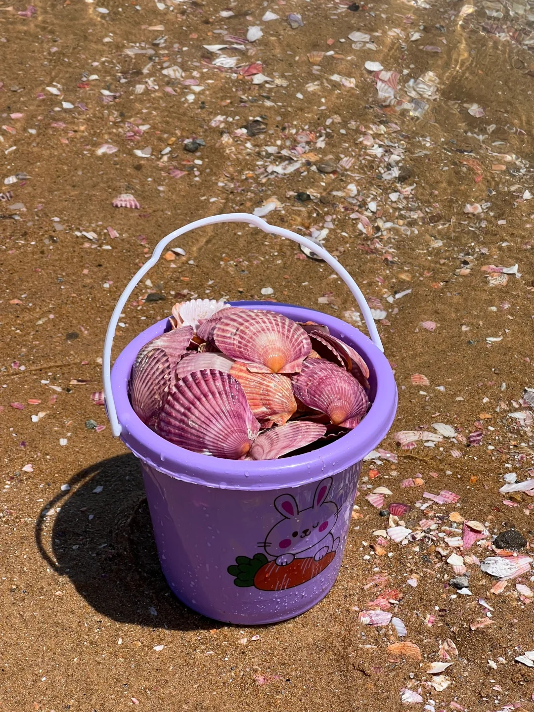 比养马岛好玩100倍！🐚根本捡不完