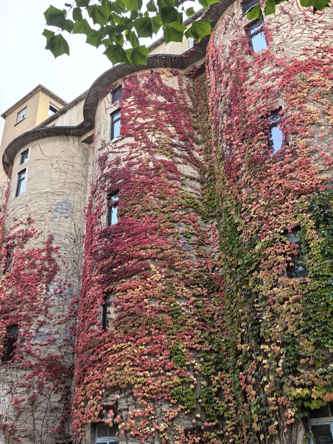 10.16日大连实况|秋天的大连🍁