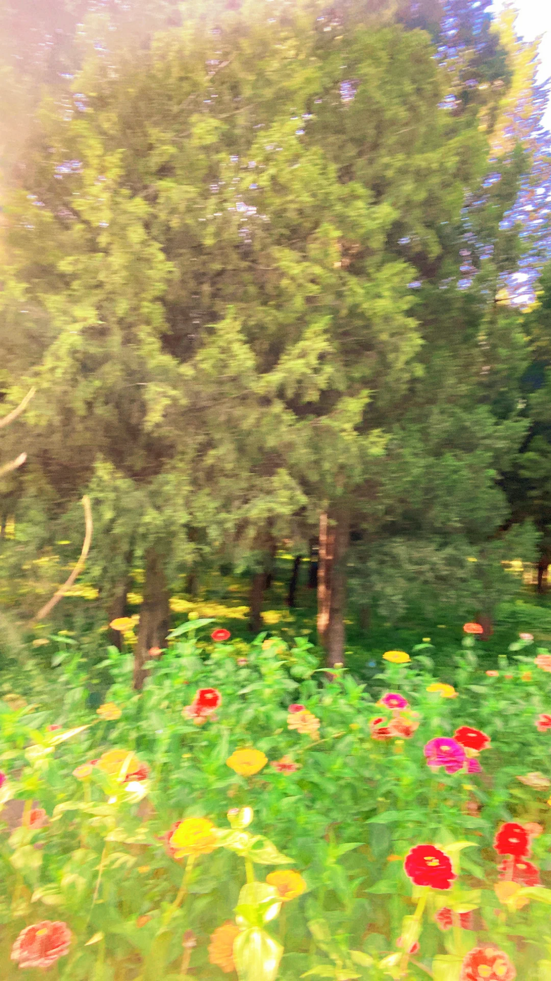 秋 | 油画般的圆明园花海美疯了🍂