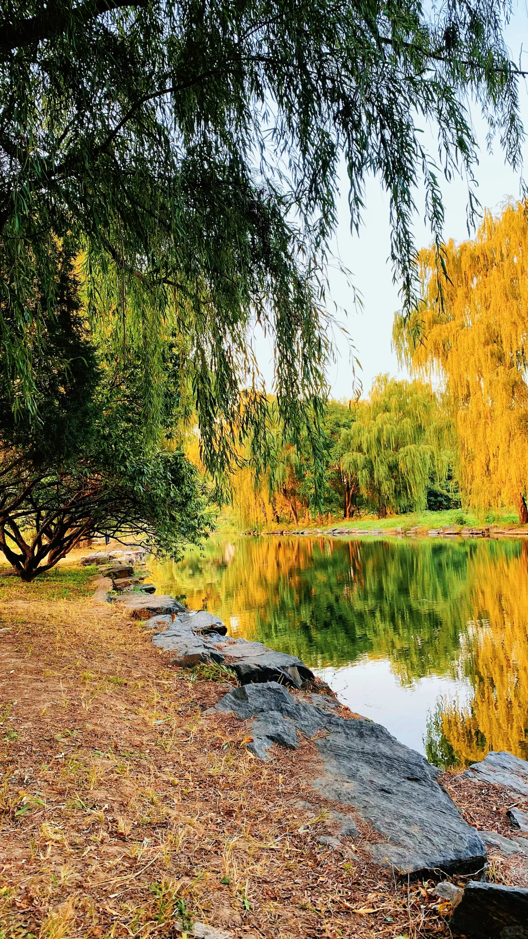 秋 | 油画般的圆明园花海美疯了🍂