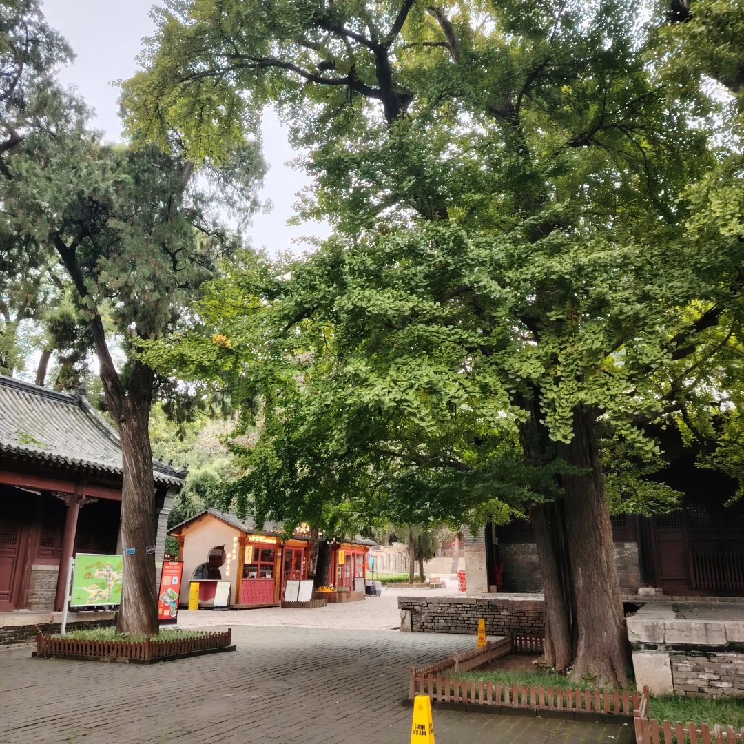 更新济南灵岩寺银杏树渐变记录～25.10.20