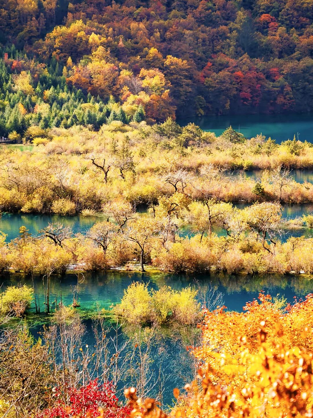 九寨沟+四姑娘山4日|彩林封神期进入倒计时