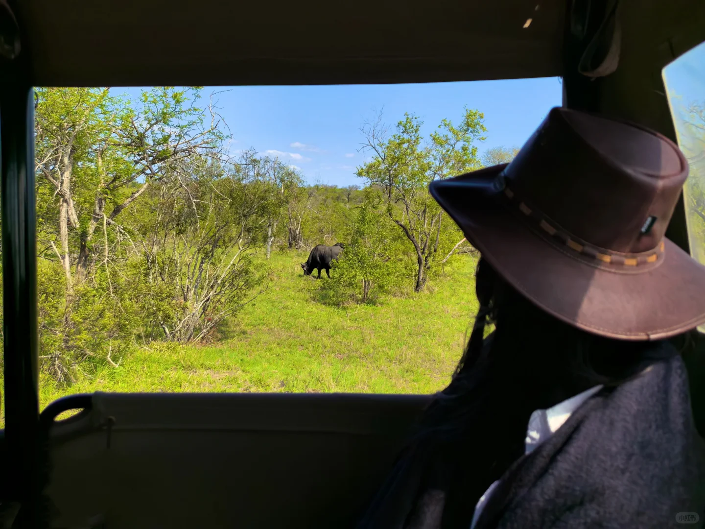 🇿🇦Kurger Safari集齐big five