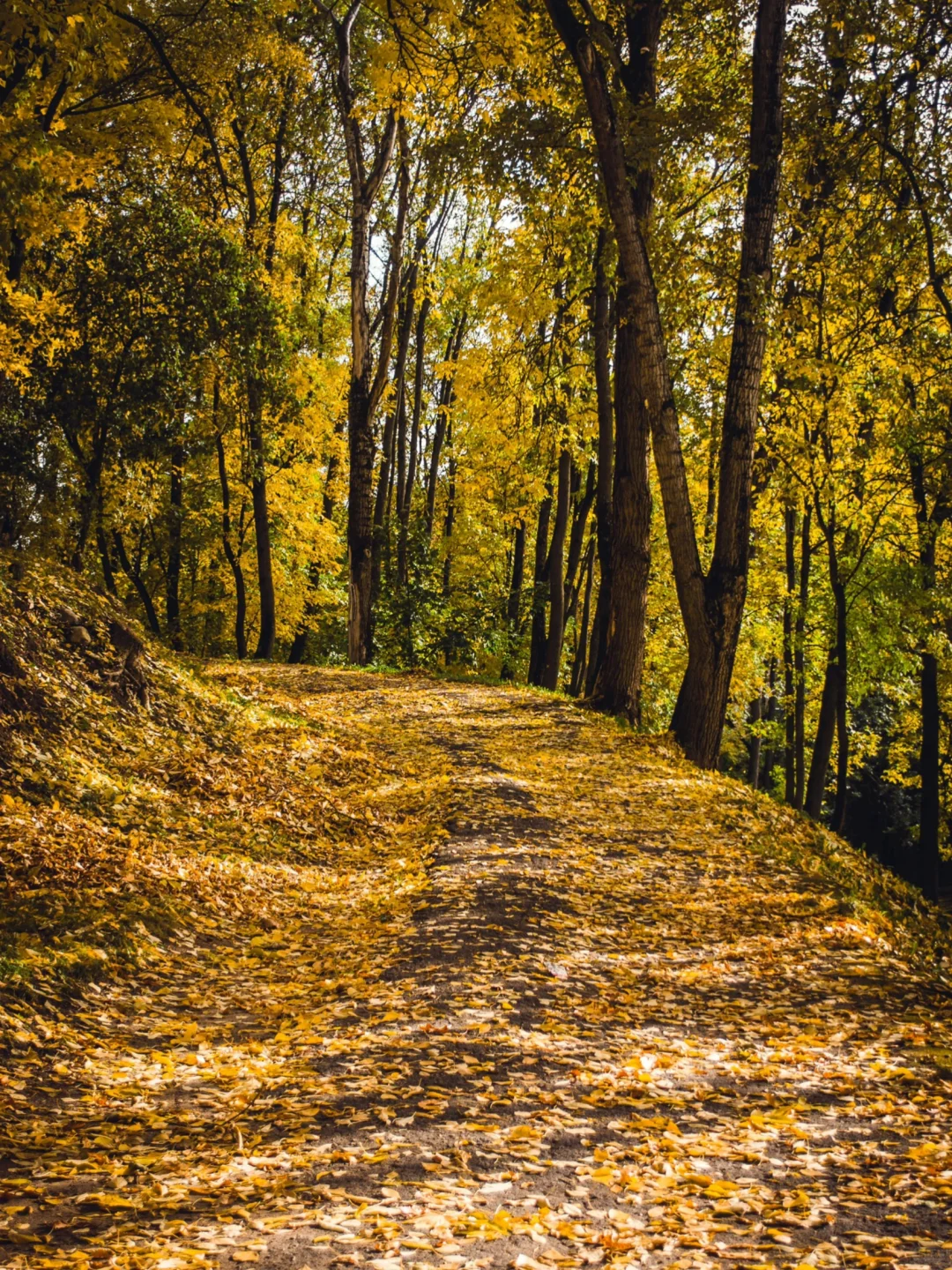 接下来的北平之秋🍂这几个地方便是人间天堂