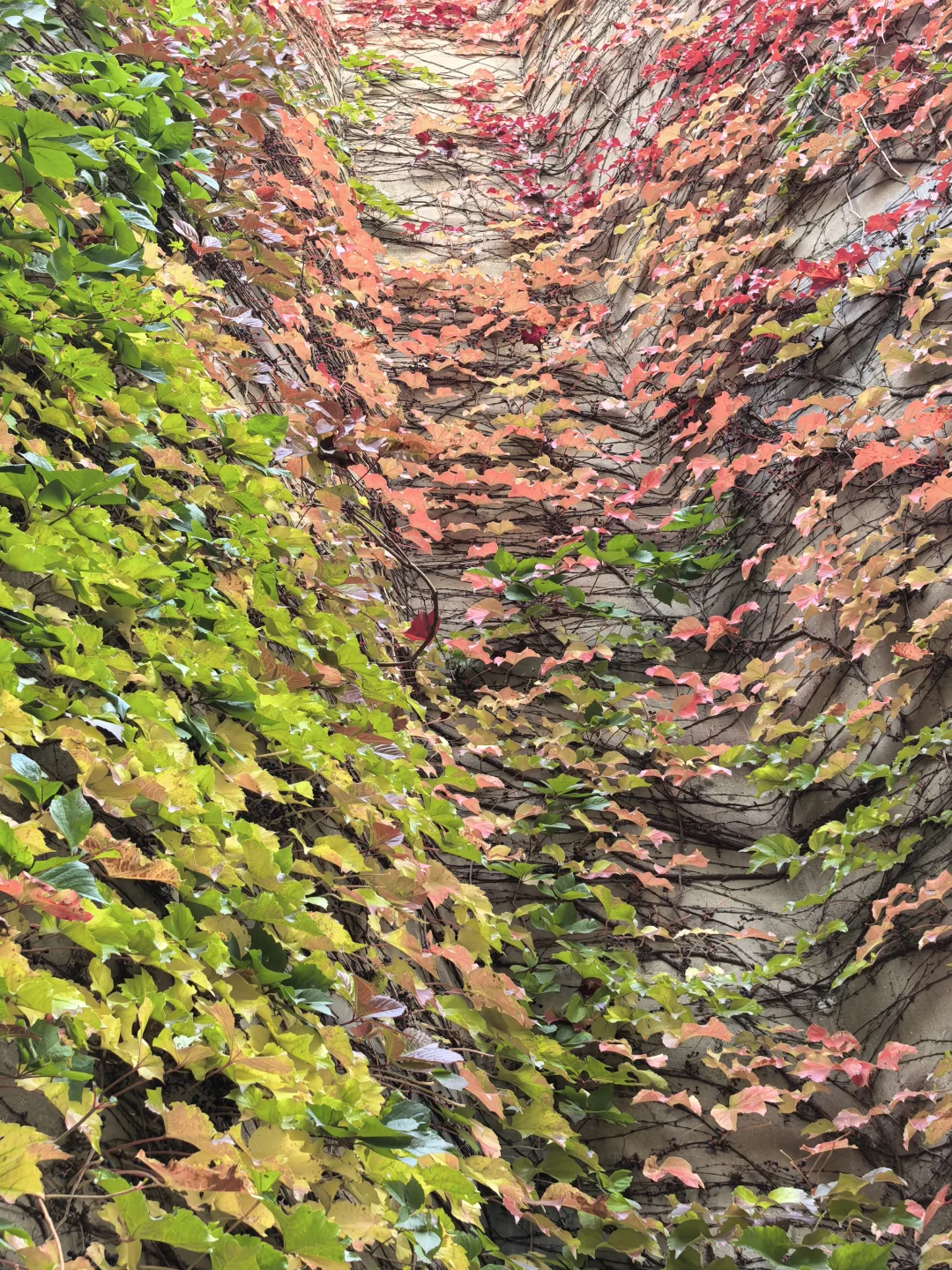 10.16日大连实况|秋天的大连🍁