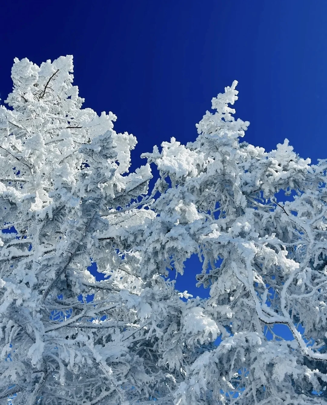 来长白山不踩雷 这么美的雪景怎么能拒绝