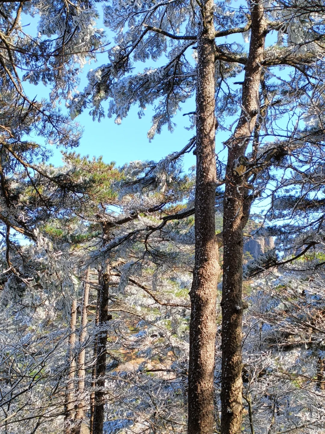 12.08大美黄山！