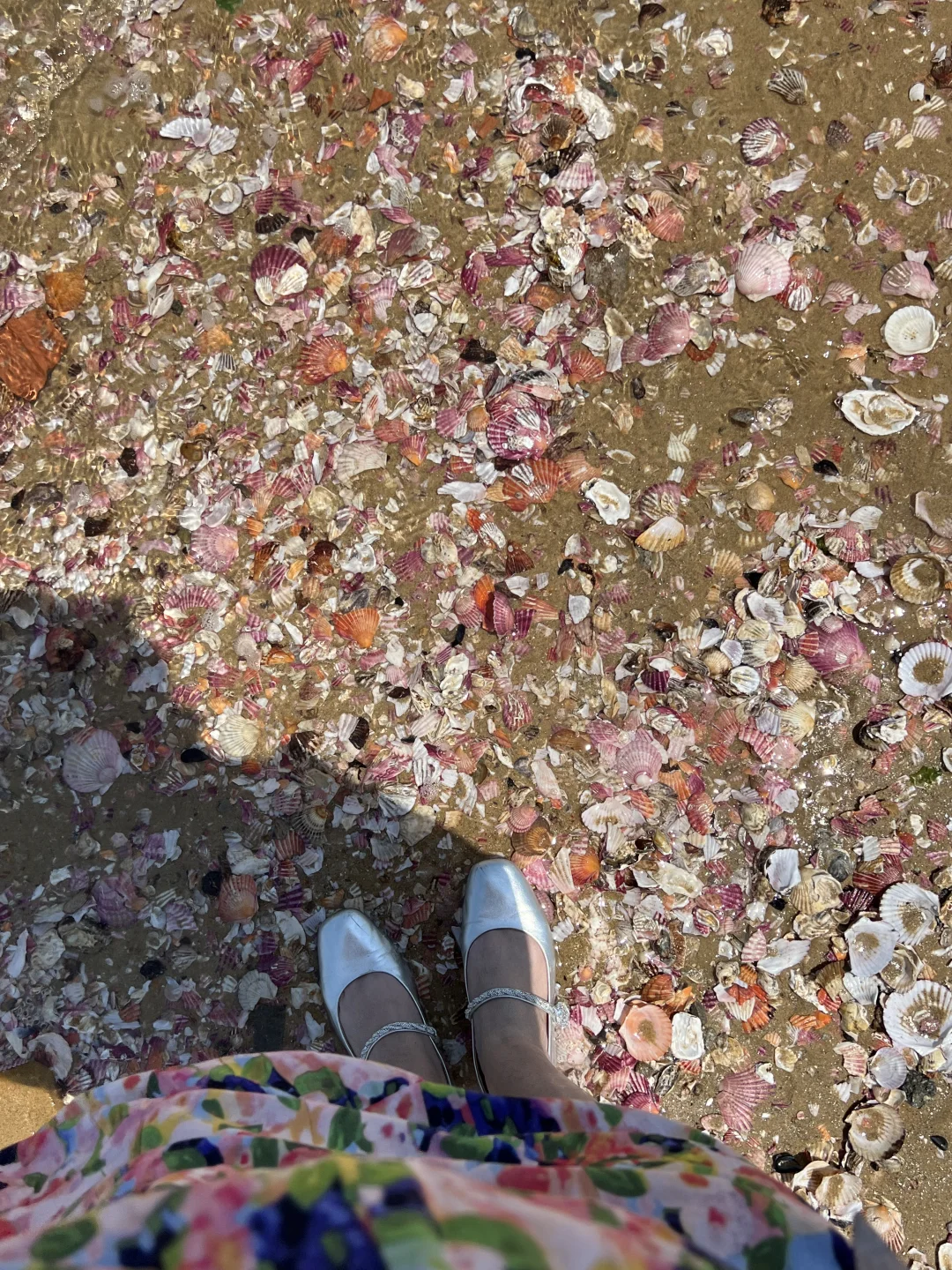 比养马岛好玩100倍！🐚根本捡不完