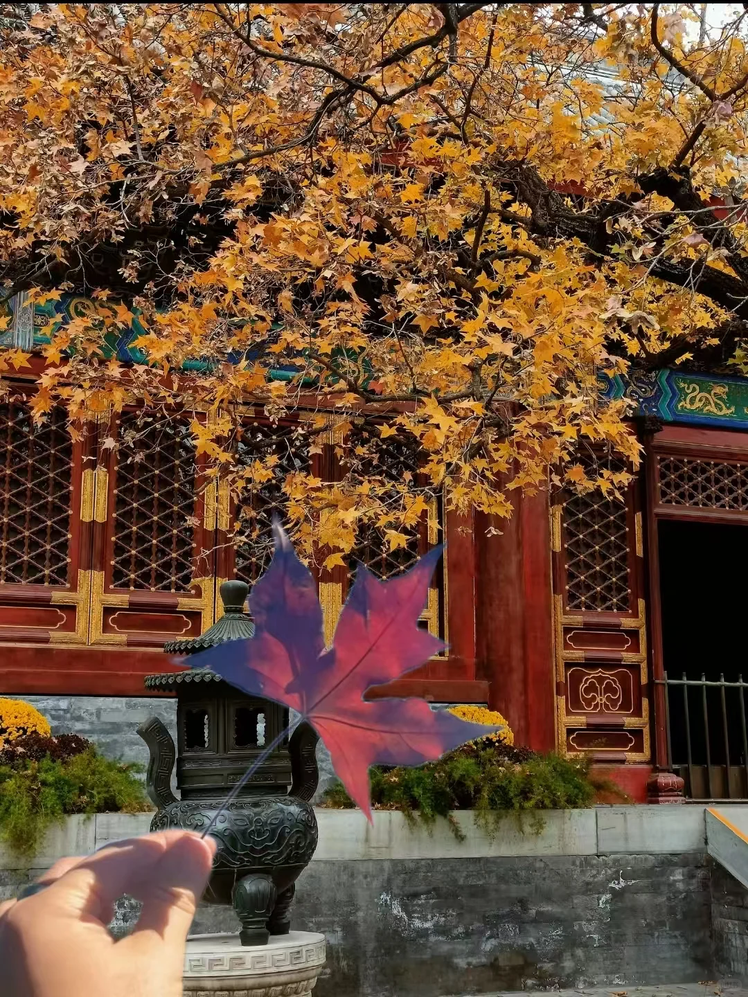 🍁北京秋日顶流！香山公园赏枫指南
