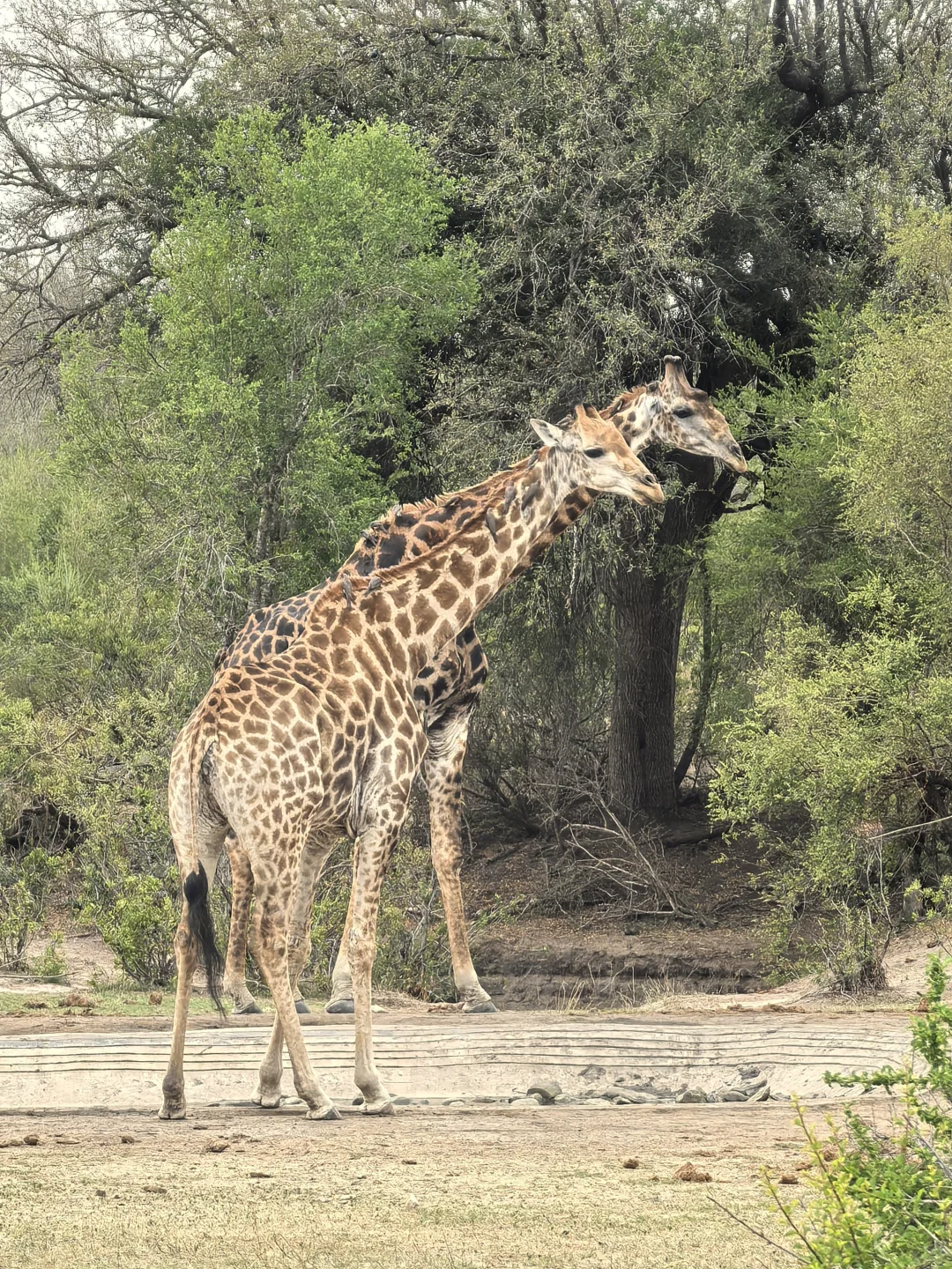 🇿🇦Kurger Safari集齐big five
