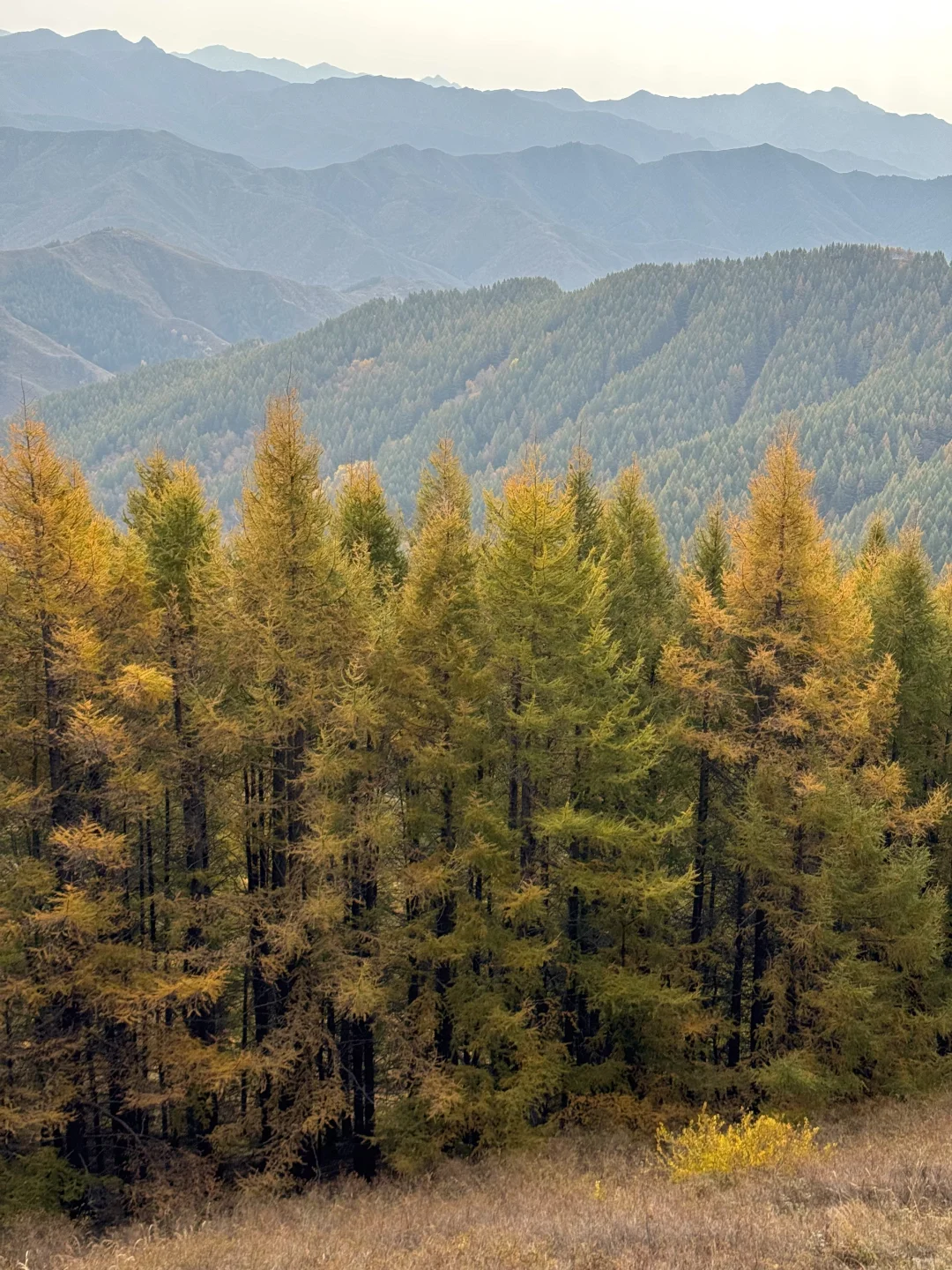 石家庄出发！这么美的童话杉林没人知道🍂