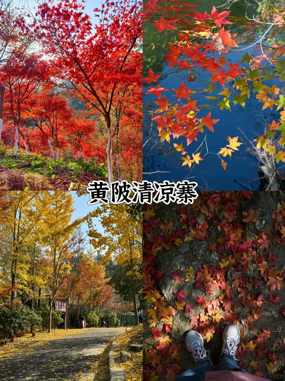 2025武汉赏秋8大打卡地！