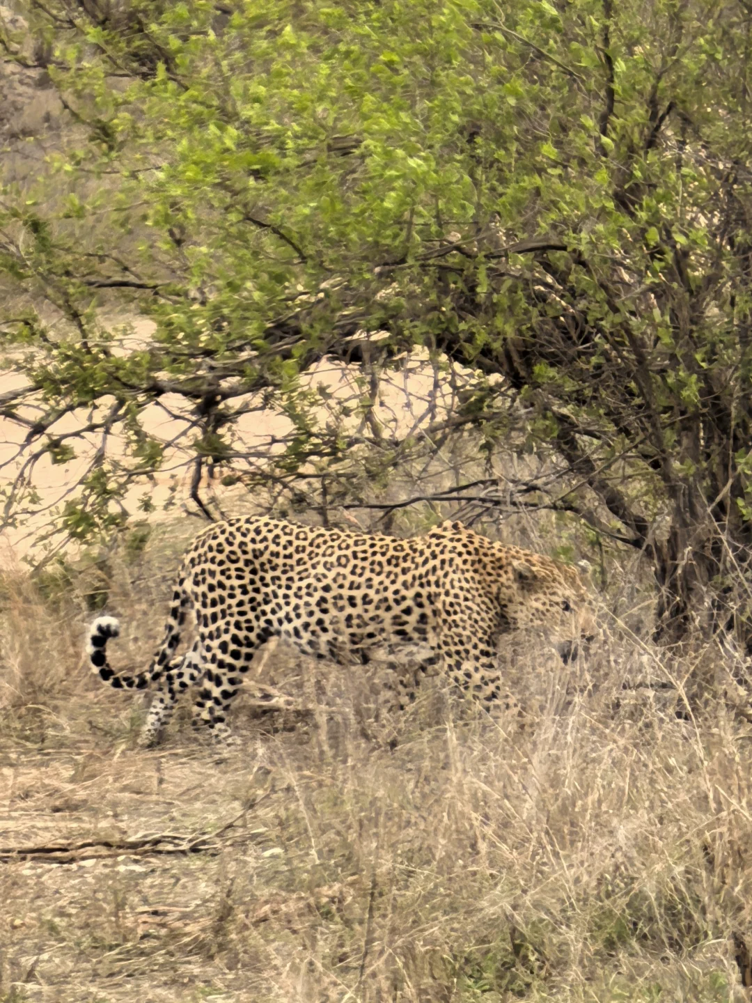 🇿🇦Kurger Safari集齐big five
