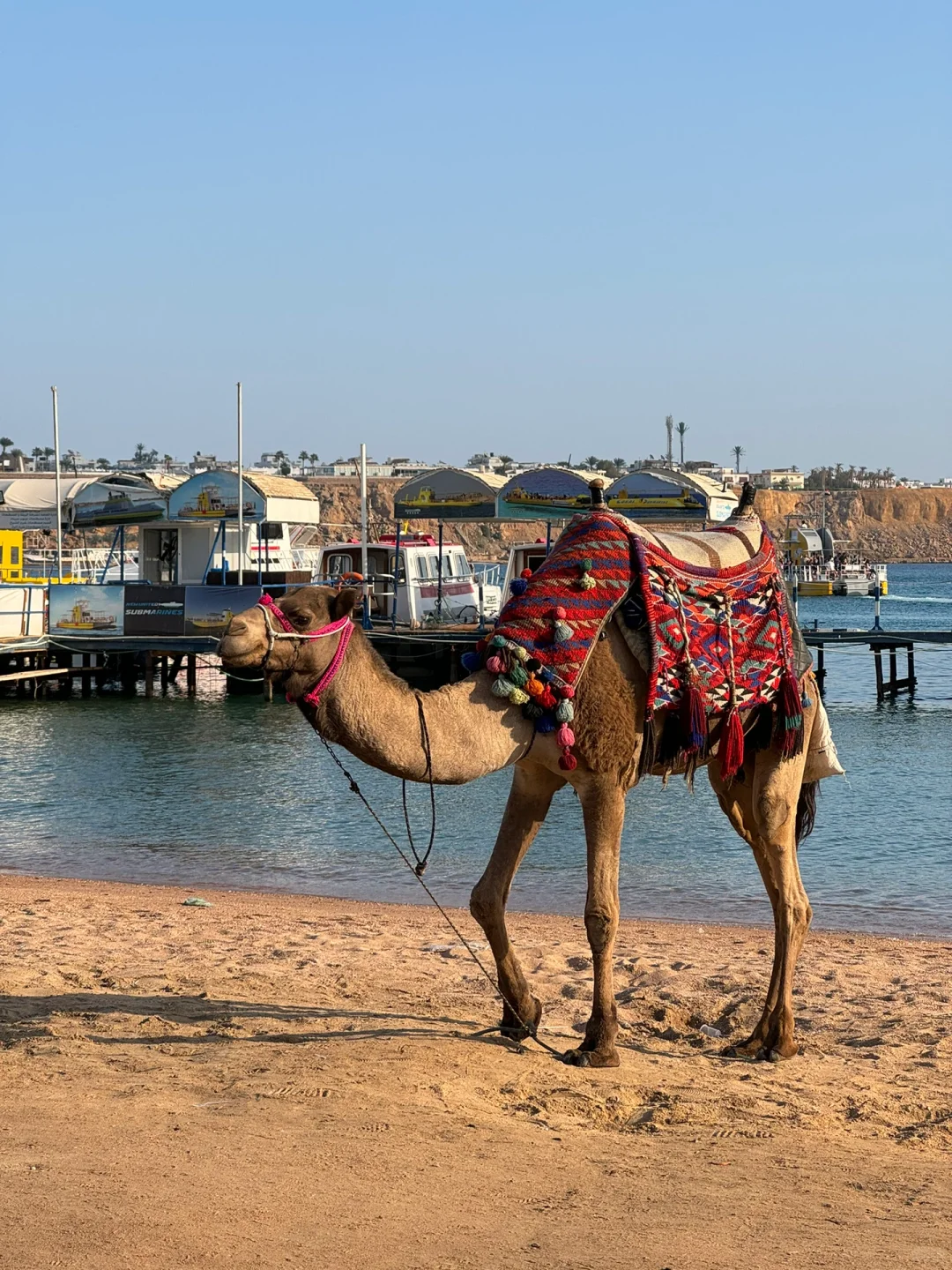 🇪🇬埃及沙姆沙伊赫·旅游攻略