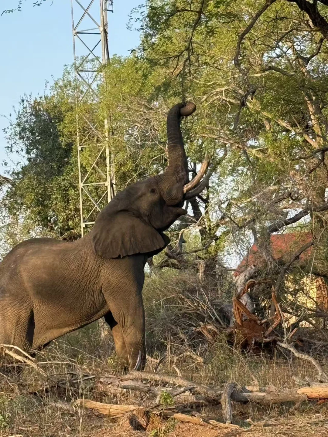 🇿🇦Kurger Safari集齐big five