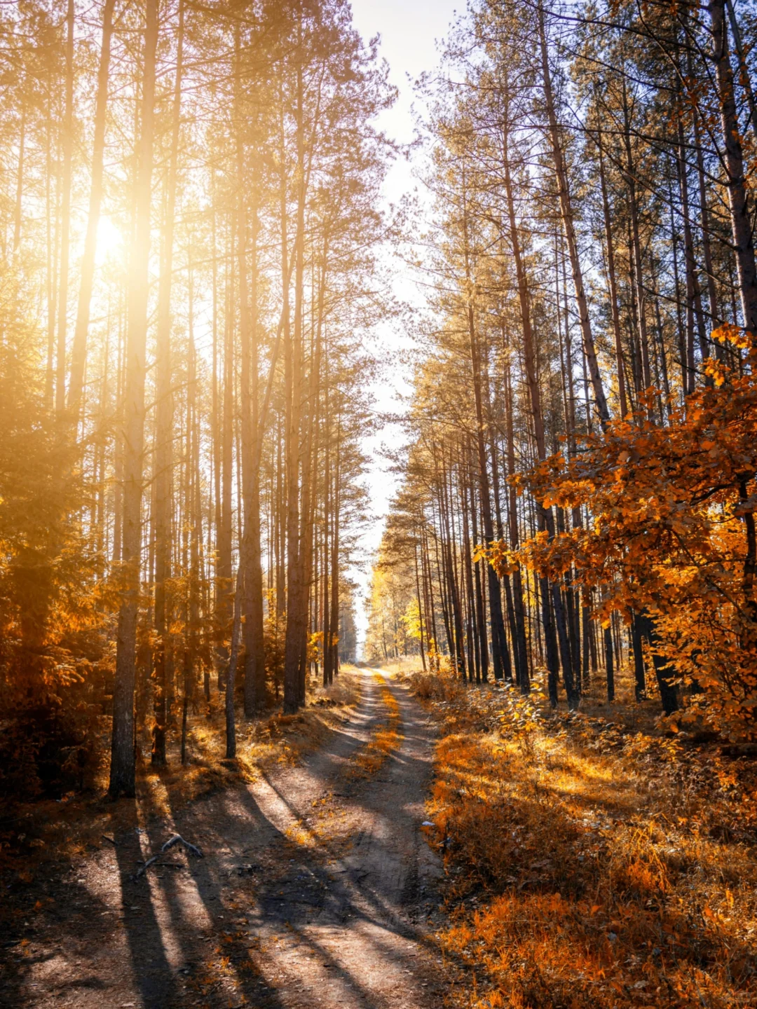 接下来的北平之秋🍂这几个地方便是人间天堂