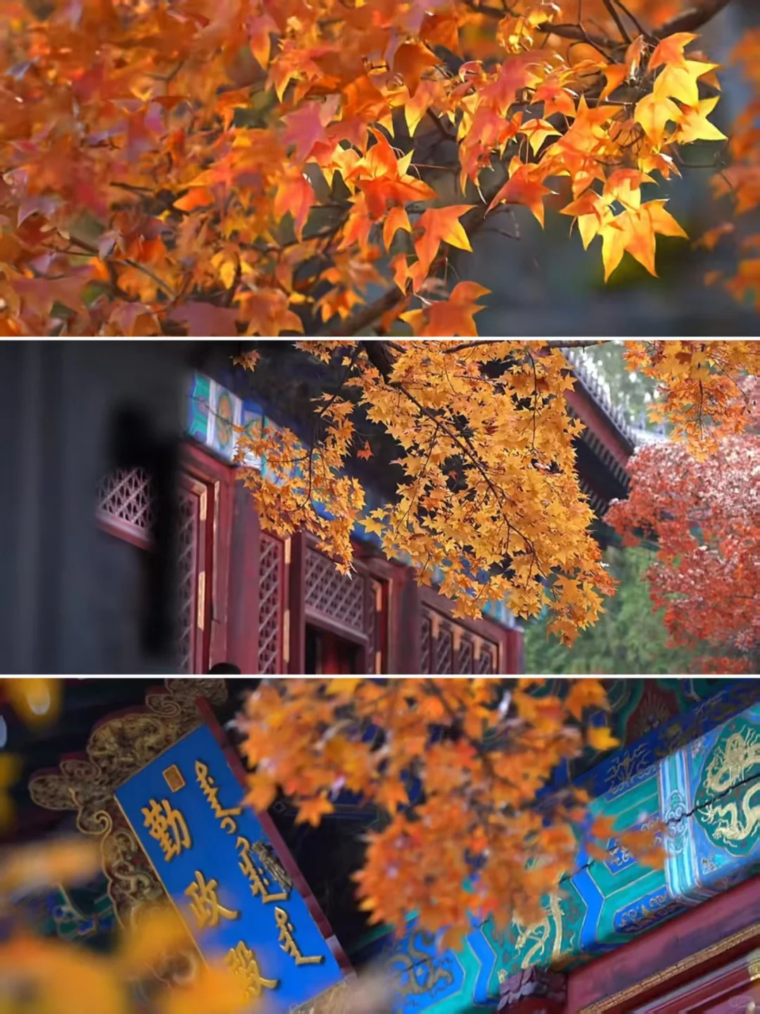 🍁北京秋日顶流！香山公园赏枫指南