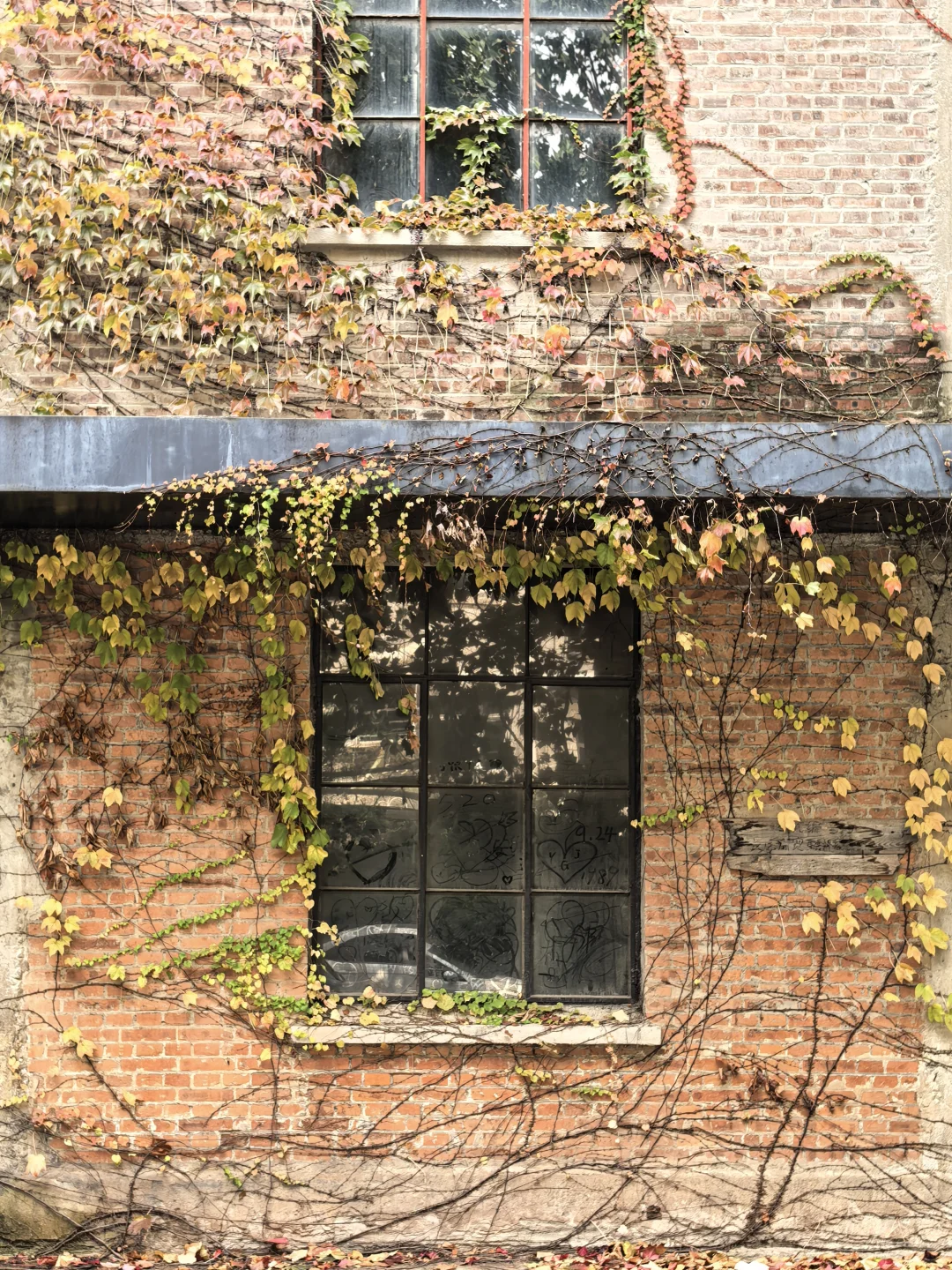 10.16日大连实况|秋天的大连🍁