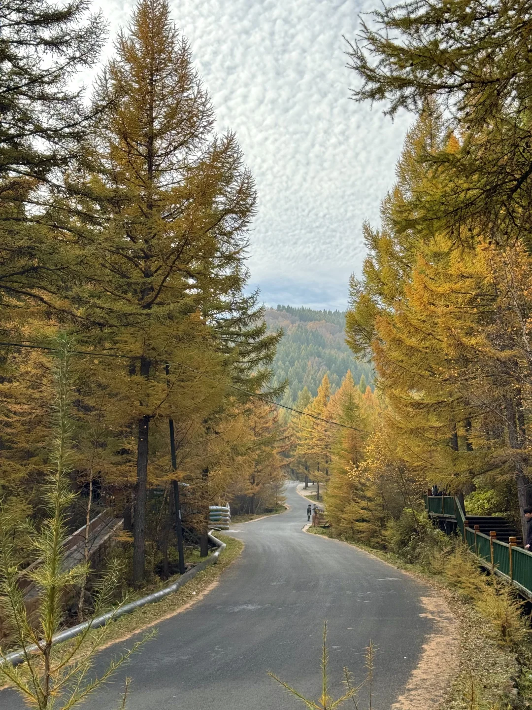 石家庄出发！这么美的童话杉林没人知道🍂