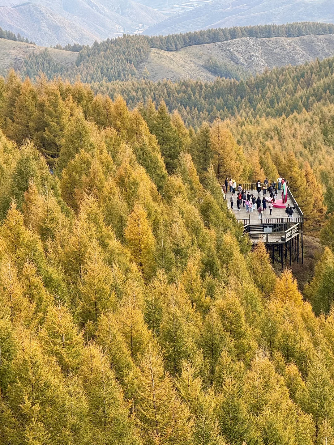 石家庄出发！这么美的童话杉林没人知道🍂