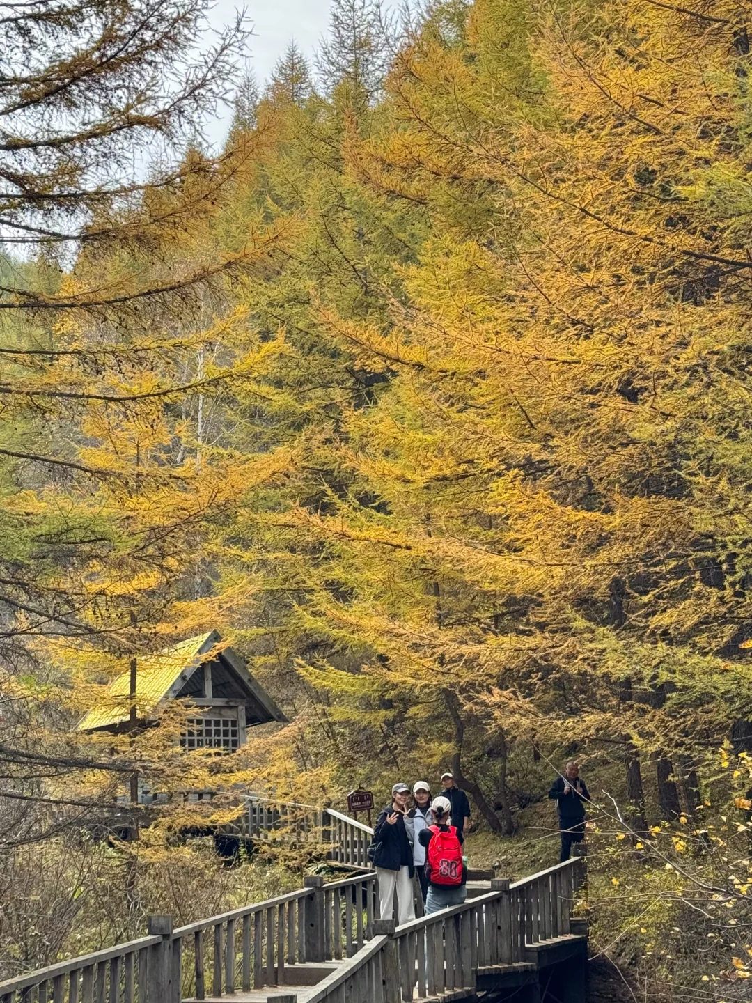 石家庄出发！这么美的童话杉林没人知道🍂