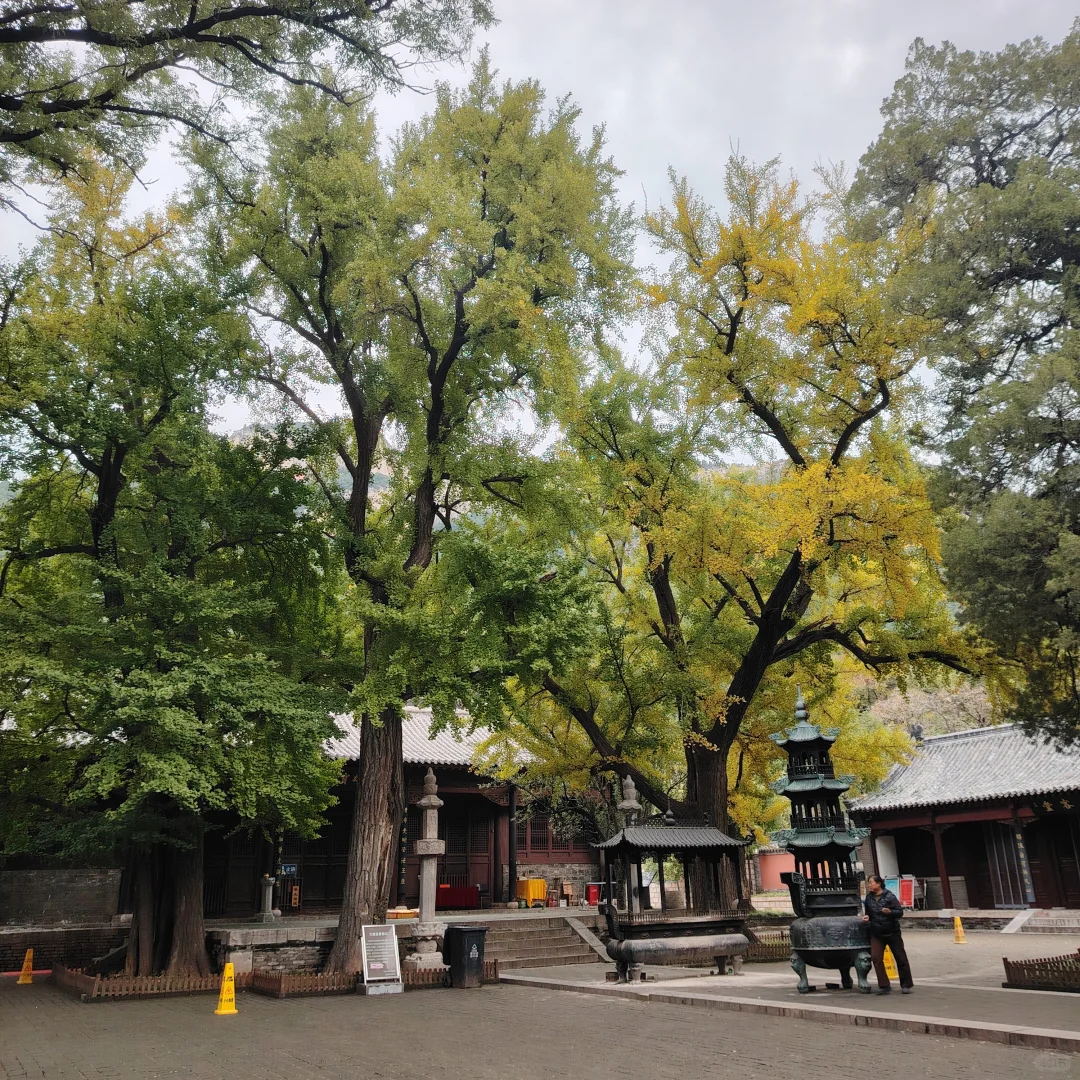 更新济南灵岩寺银杏树渐变记录～25.10.20