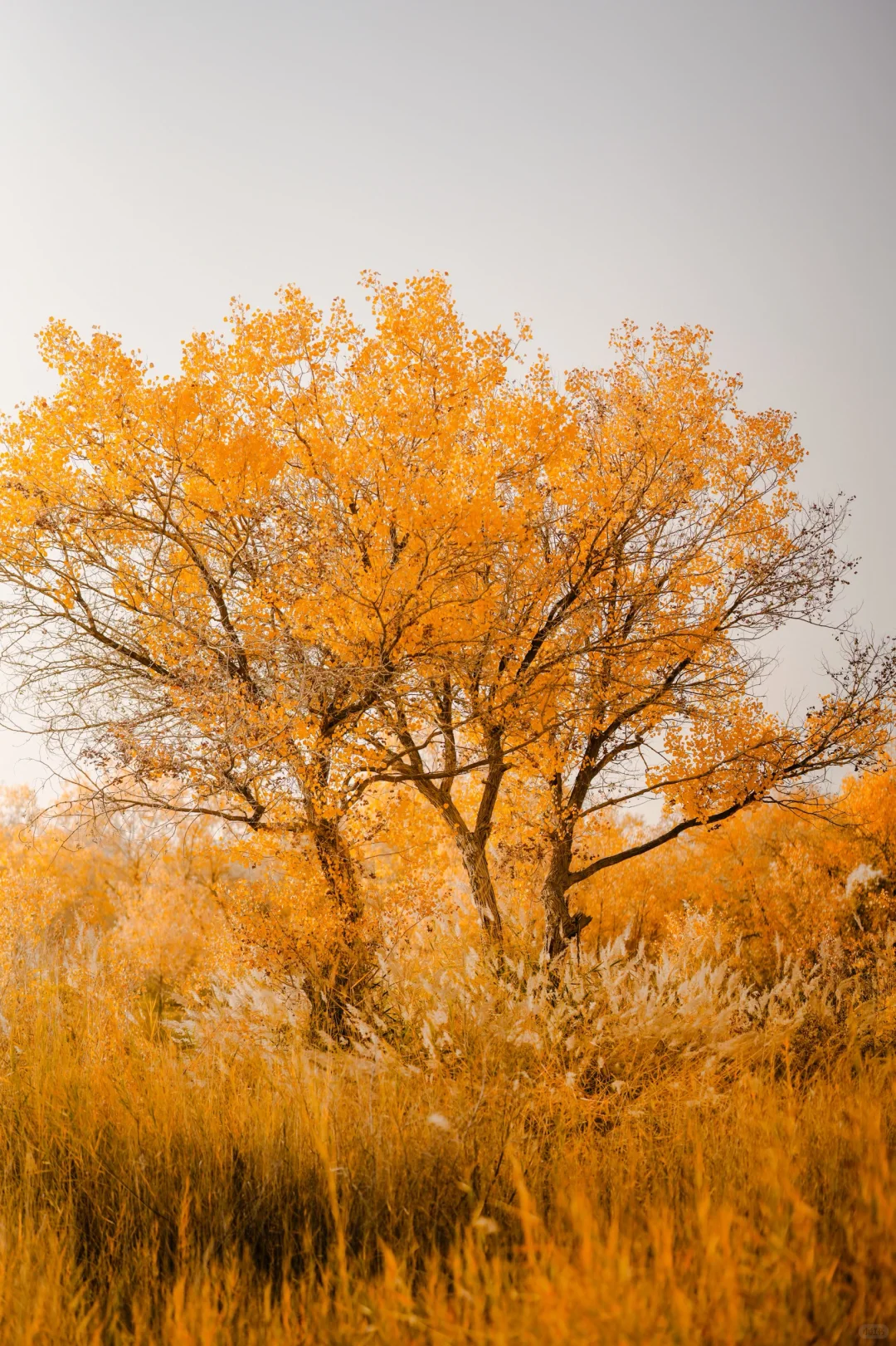 千年胡杨🍂