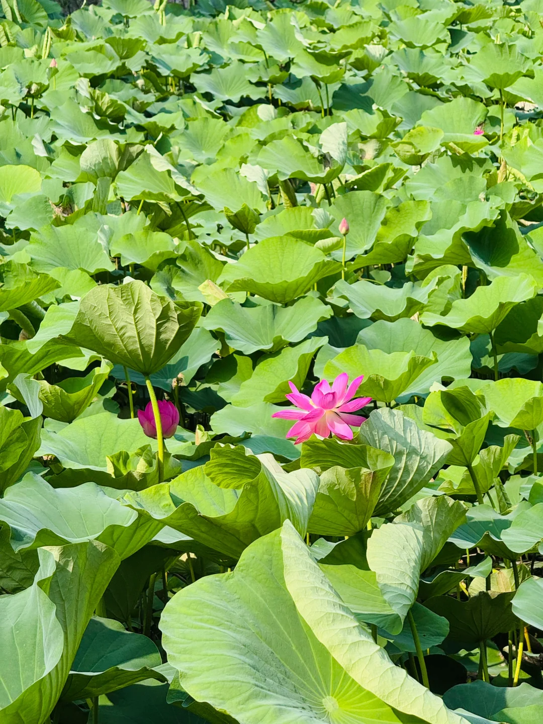 保定两日游🏞️吃好玩好节假日也不排队攻略