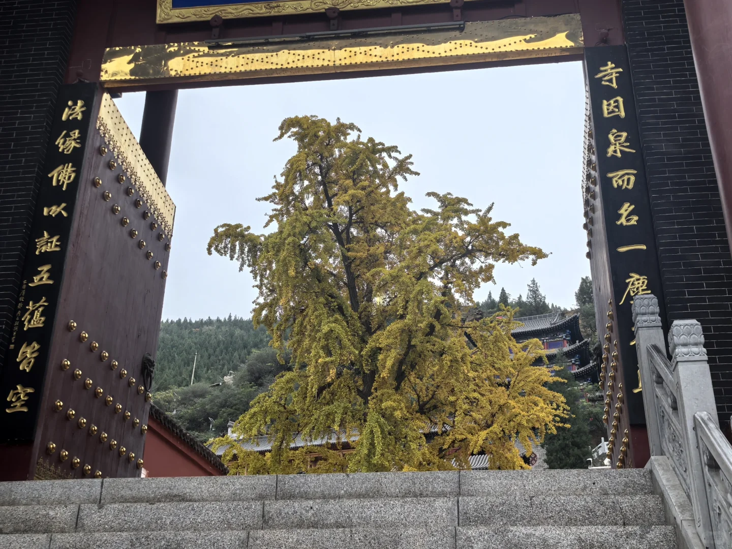 千年银杏