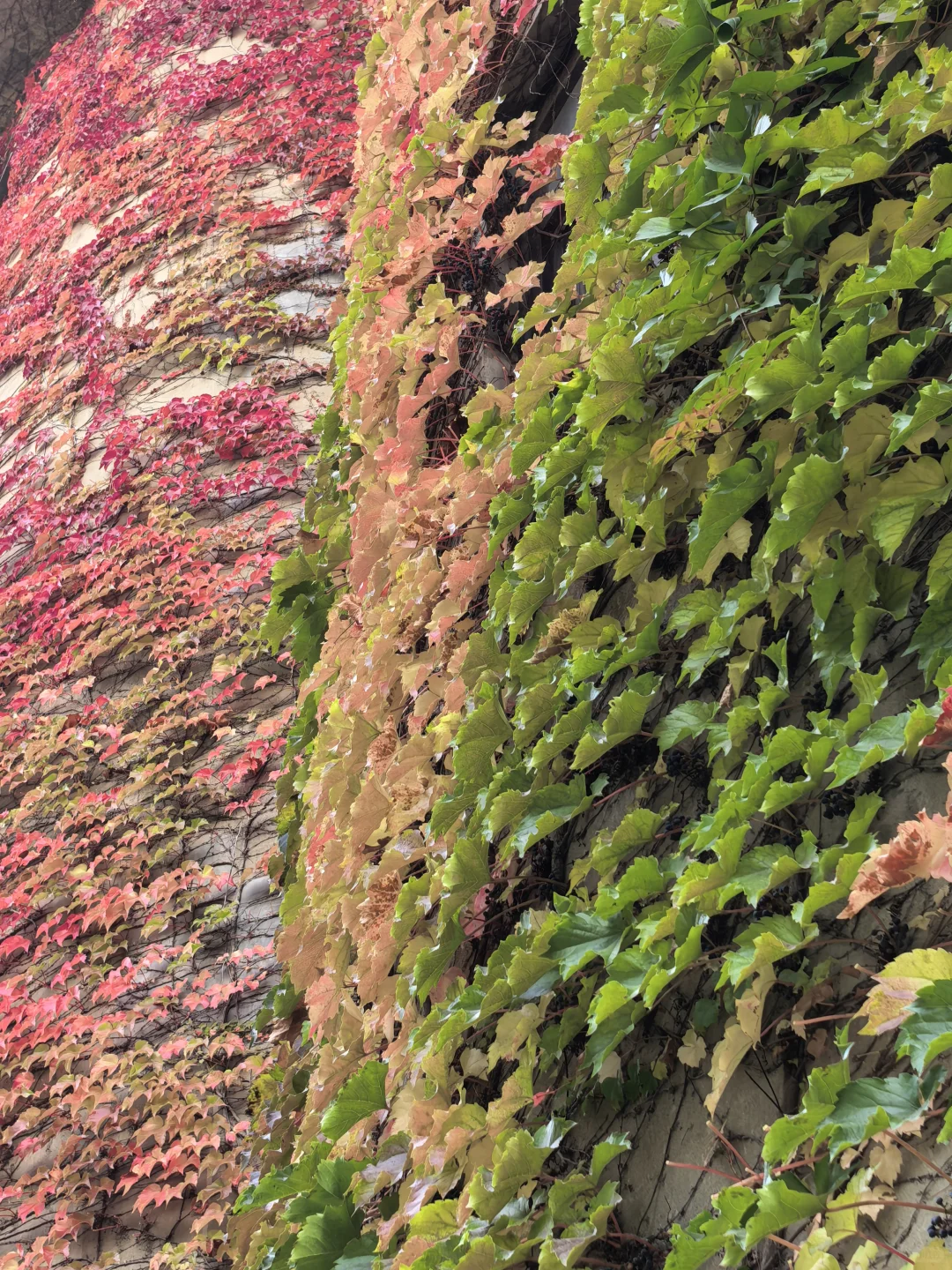 10.16日大连实况|秋天的大连🍁