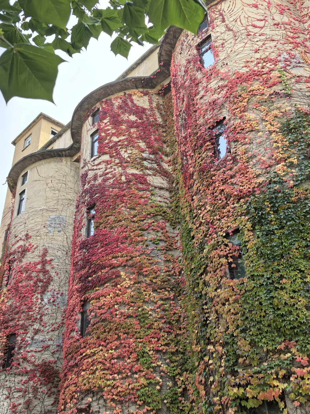 10.16日大连实况|秋天的大连🍁