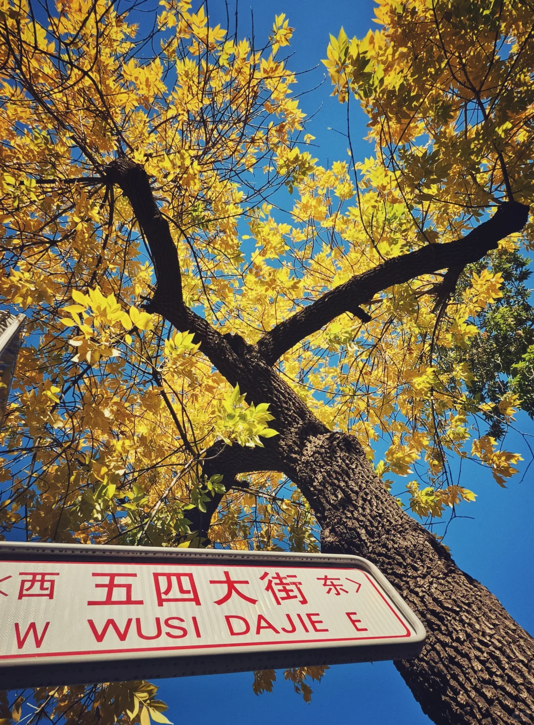 在北京必逛的5条citywalk路线(秋季版)