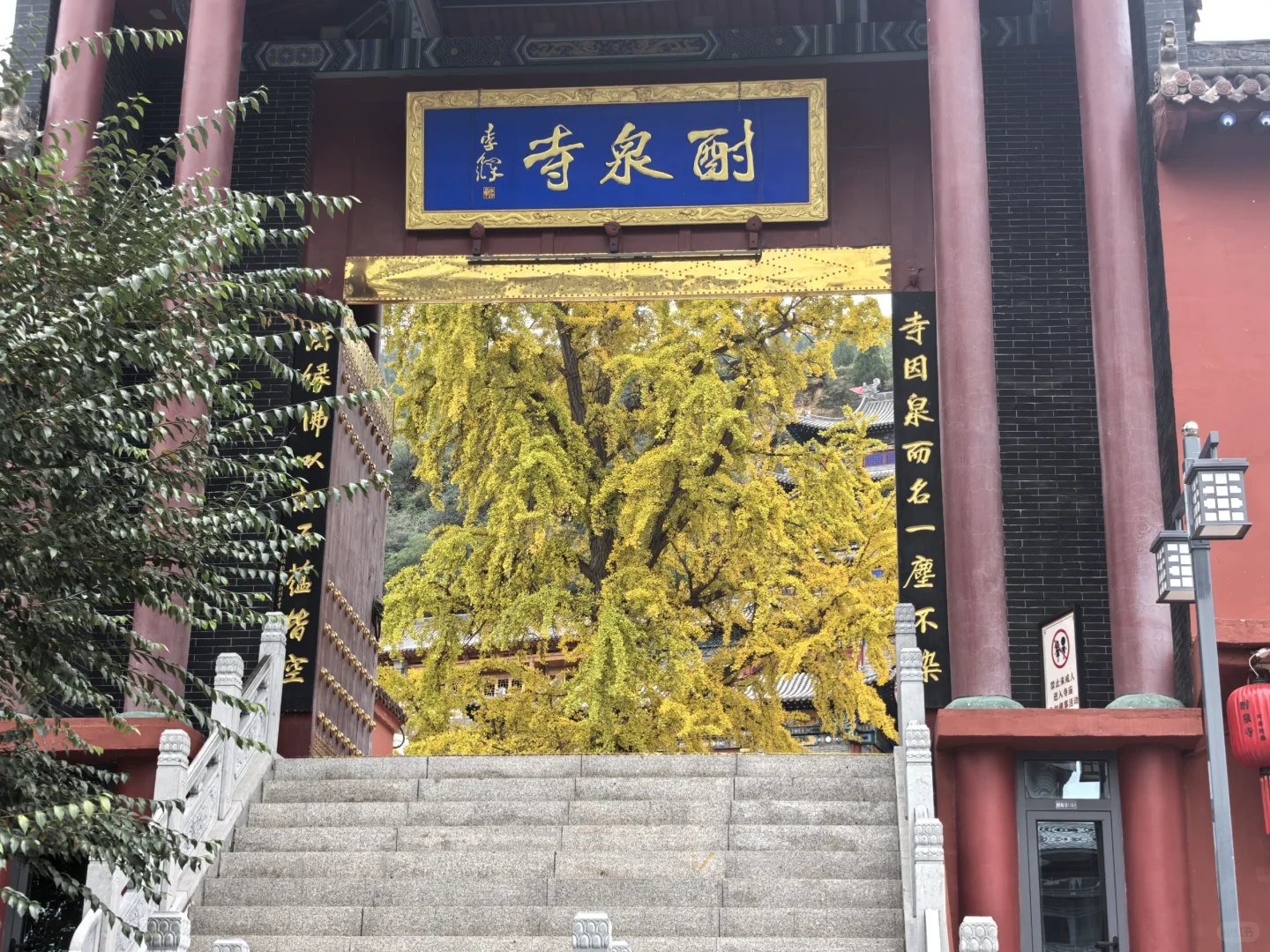 千年银杏