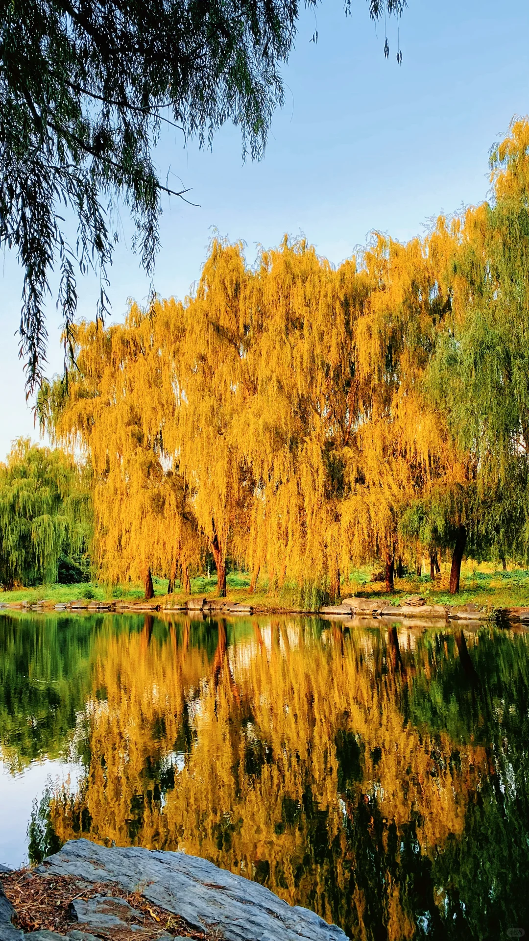 秋 | 油画般的圆明园花海美疯了🍂